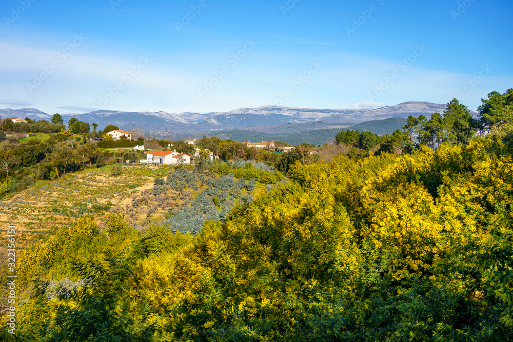 Vue panoramique sur le massif de Tanneron, arbres de mimosa en fleurs, sud de France.