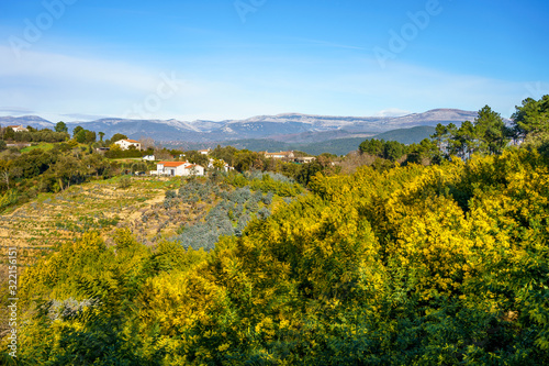 Obraz na płótnie Vue panoramique sur le massif de Tanneron, arbres de mimosa en fleurs, sud de France. w salonie