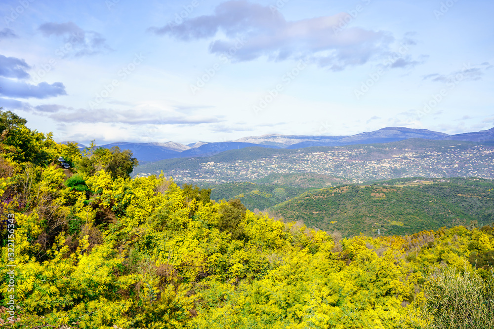 Vue panoramique sur le massif de Tanneron, arbres de mimosa en fleurs, sud de France.	