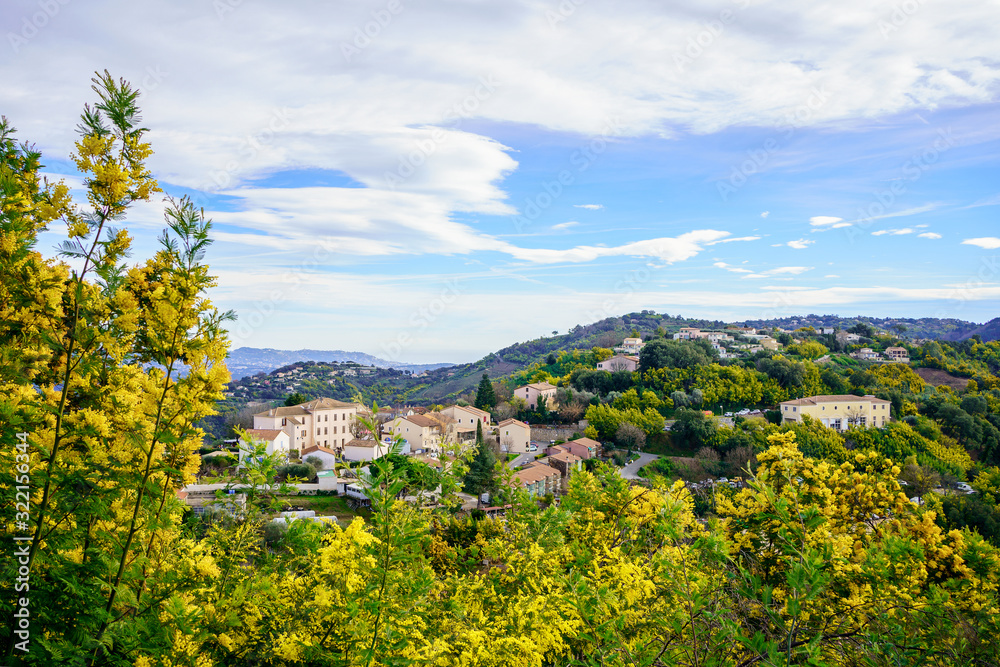 Vue panoramique sur le village de Tanneron, arbres de mimosa en fleurs, sud de France.	