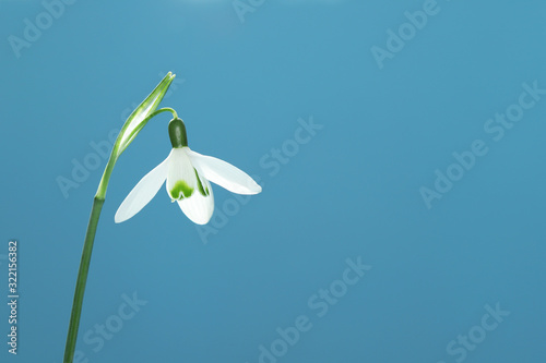 Beautiful snowdrop flower. Copy space for your text.