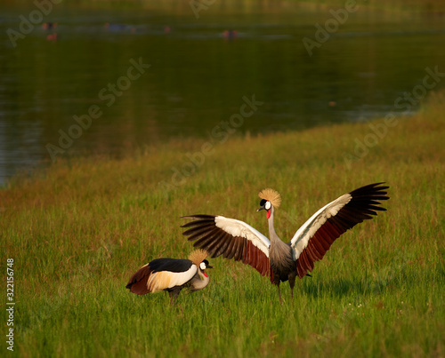 Rwanda birds courting