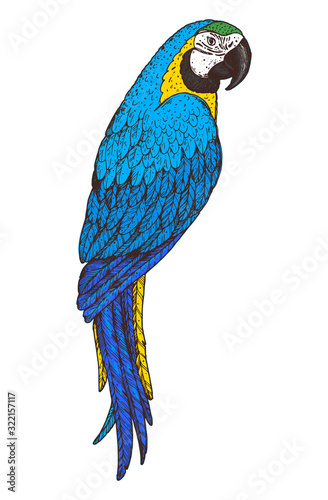 Ara parrot vector illustration. Hand drawn parrot bird. Macaw colorful illustration.