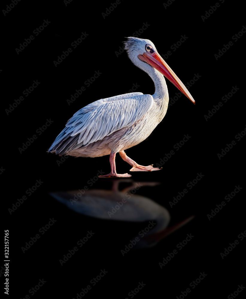 African pelican with his reflection isolated on black background. It's a walking bird. It is collection of wildlife photos. African pelican with his reflection isolated on black background. It's a walking bird. It is collection of wildlife photos.