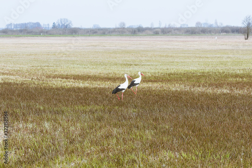 Sign of spring. One stork flying over the green meadow. © irena iris szewczyk