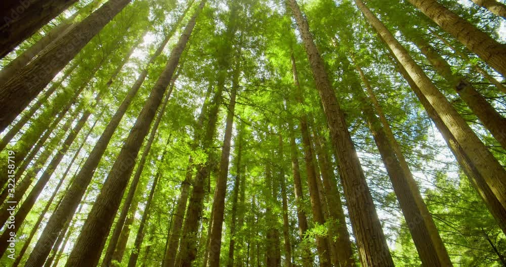 Californian redwood forest, Otway National Park, Australia Californian redwood forest, Otway National Park, Australia