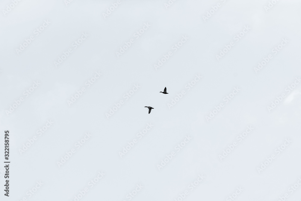 Minimasim. Two mallard ducks flying against the sky. Minimasim. Two mallard ducks flying against the sky.
