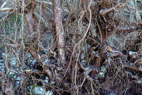 abstract ,dark background of large and small spruce roots on the ground, the green moss is in some places, partial focus