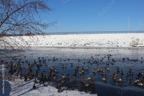 winter landscape with frozen river and trees and ducks