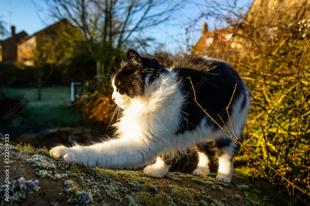 Obraz premium Cat walking across a wall