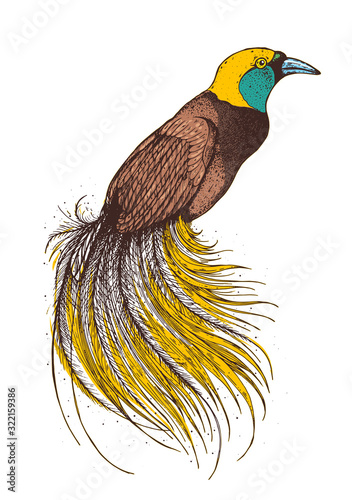 Bird of paradise vector illustration. Hand drawn bird of paradise. Colorful illustration.