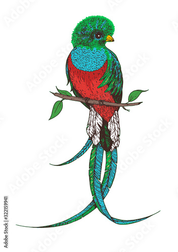 Quetzal vector illustration. Hand drawn quetzal bird. Colorful illustration. Quetzal sitting on a branch. photo