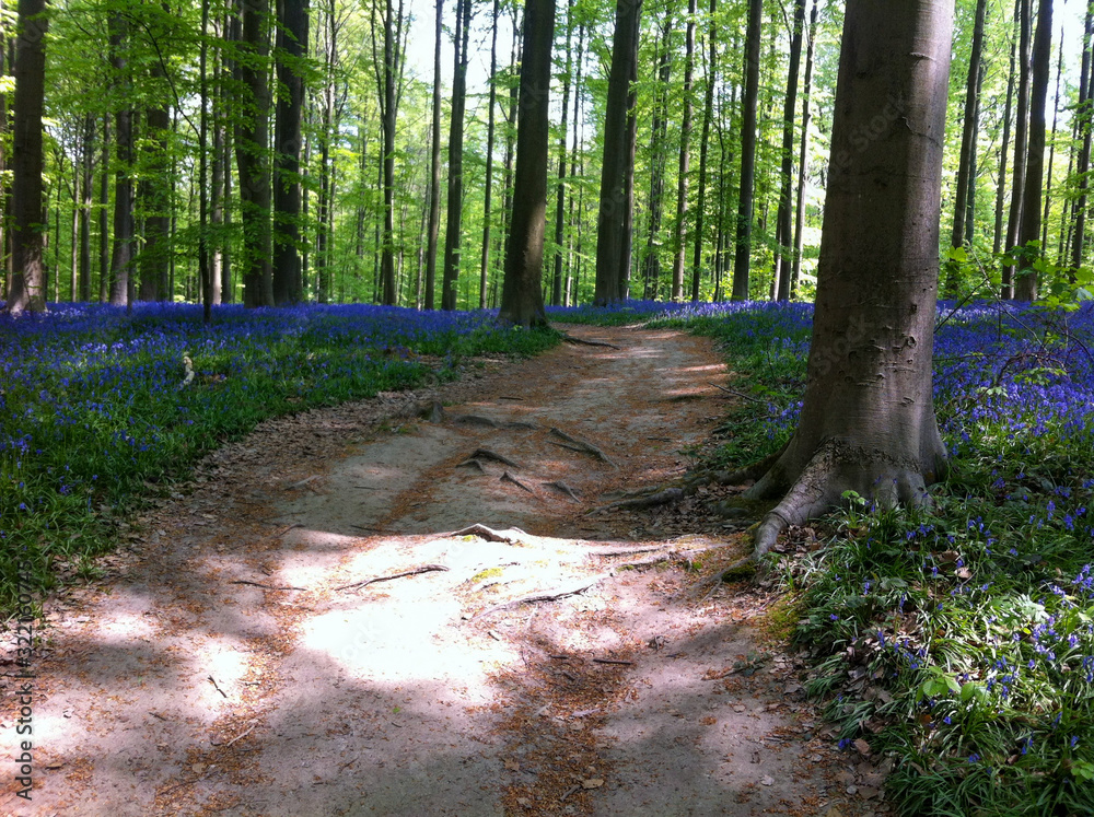 Obraz premium The Blue Forest. The forest with beautiful purple carpet of bluebells, which bloom in spring season. Hallerbos, Belgium