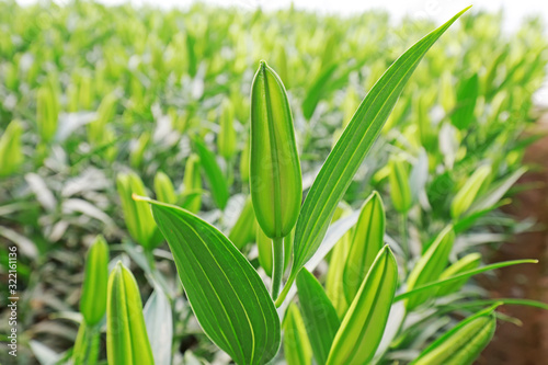 Lily buds in a greenhouses