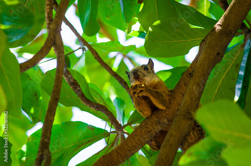 squirrel on tree
