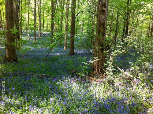 Fototapeta Naklejka Na Ścianę i Meble -  The Blue Forest. The forest with beautiful purple carpet of bluebells, which bloom in spring season. Hallerbos, Belgium
