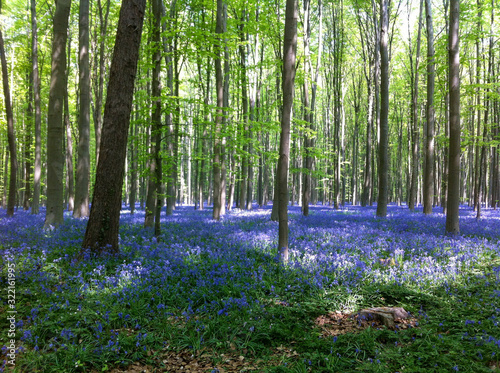 Fototapeta Naklejka Na Ścianę i Meble -  The Blue Forest. The forest with beautiful purple carpet of bluebells, which bloom in spring season. Hallerbos, Belgium
