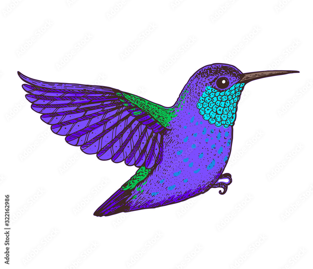 Obraz premium Hummingbird vector illustration. Hand drawn flying colibri bird. Colorful illustration.