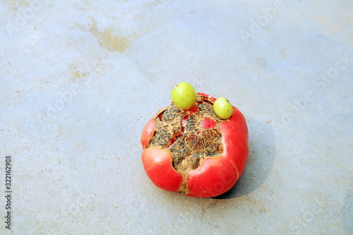 Growing malformed tomatoes on the ground photo