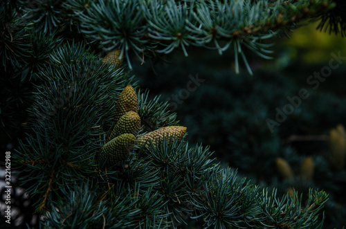 Cones on a pine branch in the park.