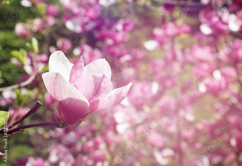 Spring. Pink magnolias bloom in the city parks. Large pink and fragrant flowers