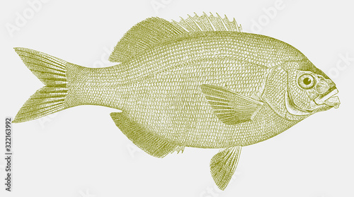 Rubberlip seaperch rhacochilus toxotes, a food fish from the eastern pacific ocean in side view