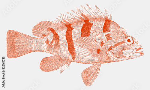 Tiger rockfish sebastes nigrocinctus, marine fish from the Eastern Pacific Ocean in side view