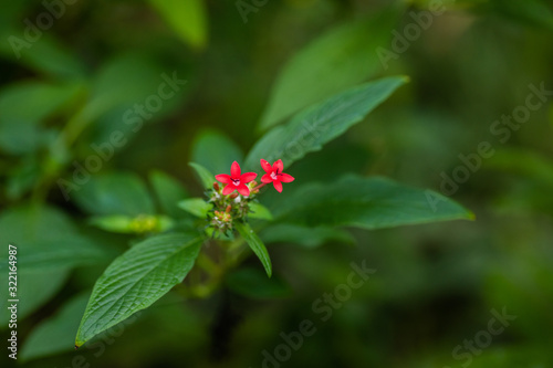 Close up of leaves in the garden