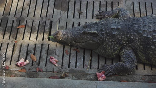 Crocodile in water close-up. Crocodile swimming