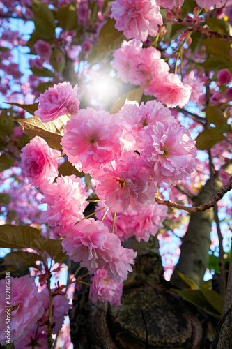 Blossoms on a cherry tree in spring in back light photo