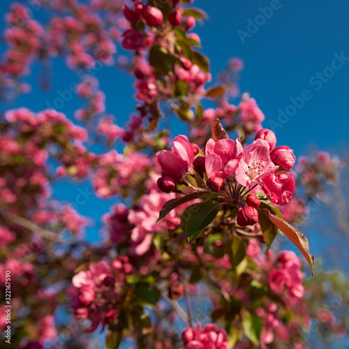 red blossoms on a plum tree in spring photo