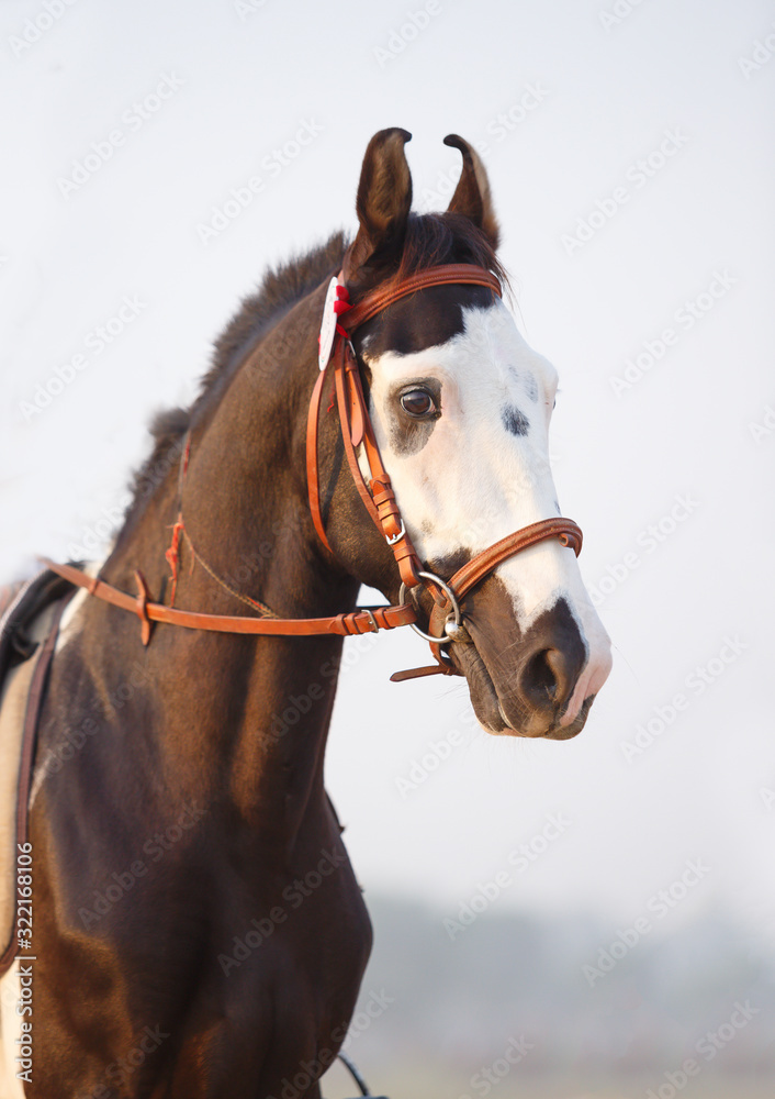 Obraz premium portrait of a marwari horse