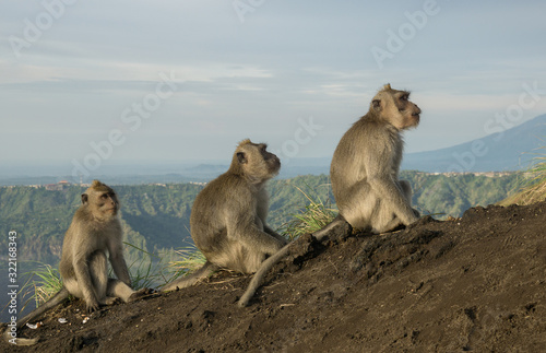 Three Macaque monkeys sitting in a row on Bali, Indonesia © Donald