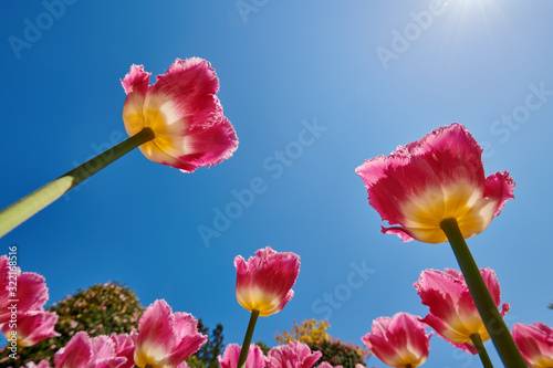 Fototapeta Naklejka Na Ścianę i Meble -  Beautiful blooming tulips in spring.