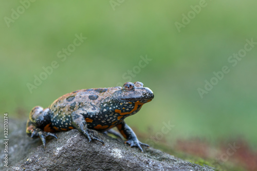 European fire-bellied toad - Bombina bombina photo