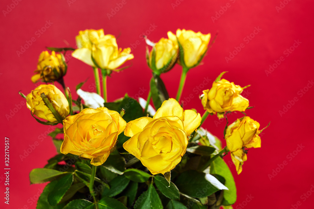 Beautiful bouquet of blooming yellow roses on the red background. Beautiful bouquet of blooming yellow roses on the red background.