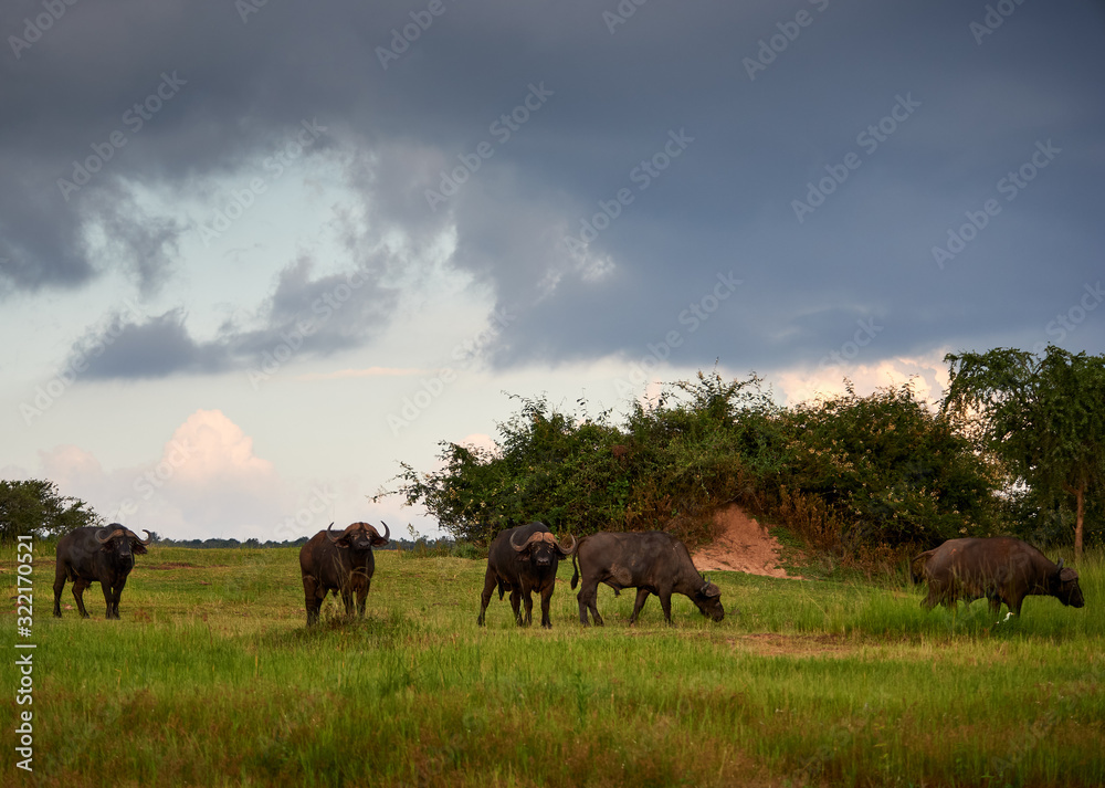 Fototapeta premium Rwandan Water Buffalos