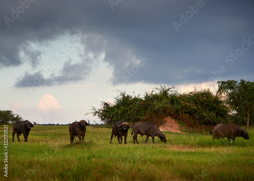 Rwandan Water Buffalos © Dennis