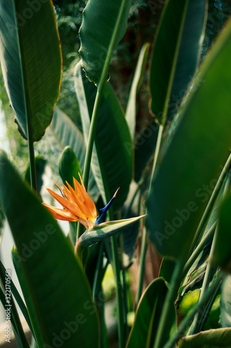 Orange & Blue Tropical Flower