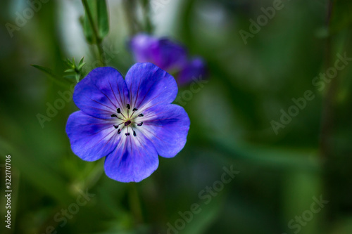 Blue Flower in the Garden