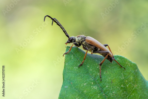 Red-brown Longhorn Beetle - Corymbia rubra © Marek R. Swadzba