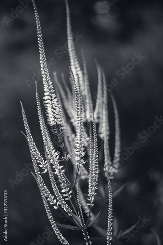 Abstract Flower in Black & White