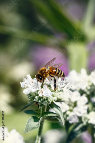 Honeybee On a Flower