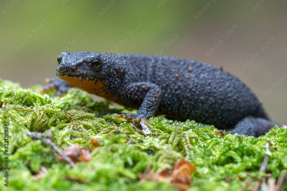 Obraz premium Alpine newt - Ichthyosaura (Triturus) alpestris