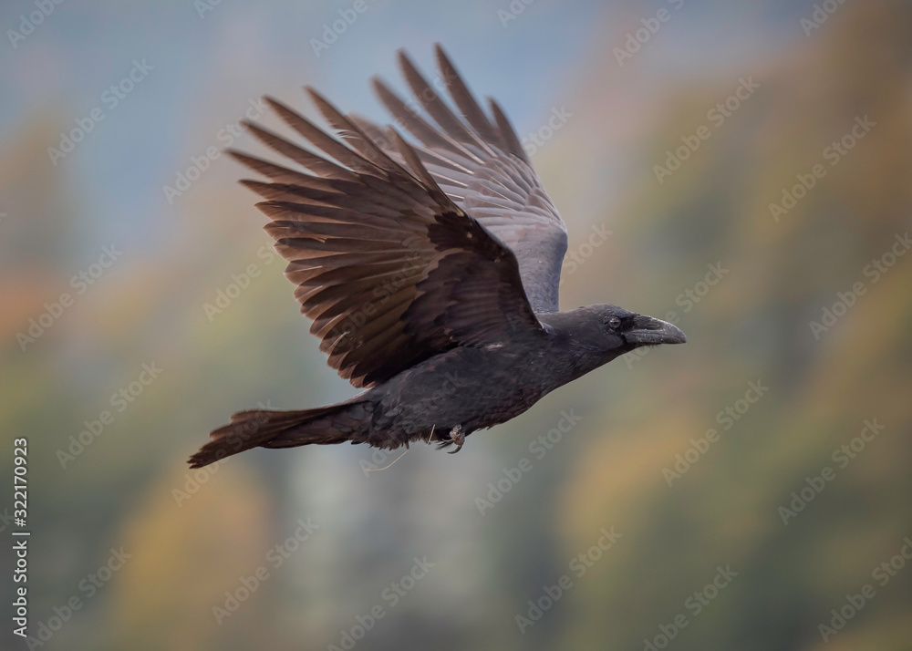 Naklejka premium The common raven (Corvus corax) in flight