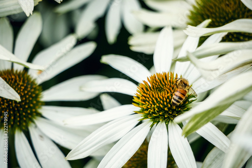 Daisy & Bee in the Garden