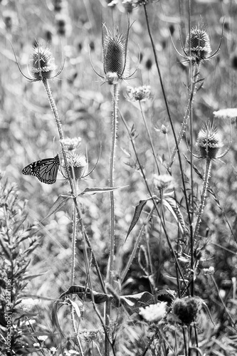 Monarch Butterfly in the Field