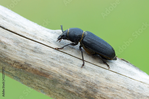 a longhorn beetle - Spondylis buprestoides photo