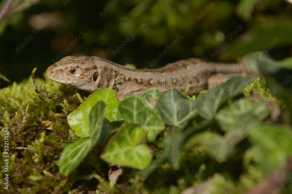Sand lizard (Lacerta agilis) basking on wall, Swiss alpine village of Berschis Sand lizard (Lacerta agilis) basking on wall, Swiss alpine village of Berschis