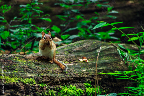Chipmunk Eating ona Fallen Log